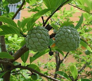 SAREES MADE FROM FRUITS ?